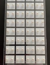 Oorknopjes parel wit midden groot